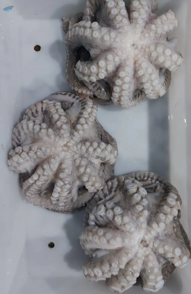 Octopus