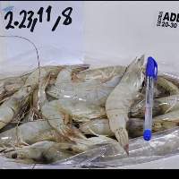 Shrimps