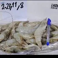 Shrimps