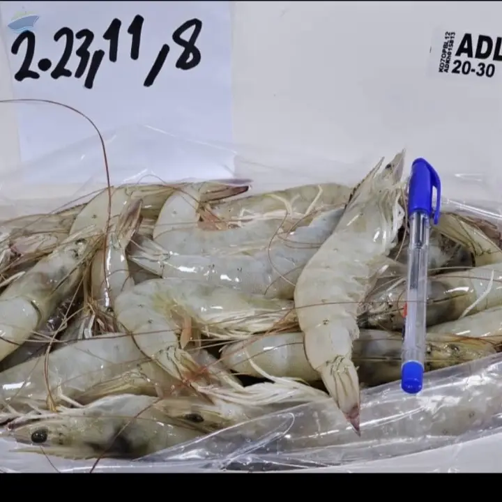 Shrimps