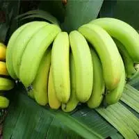 Fresh Banana