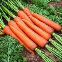 Fresh Carrot