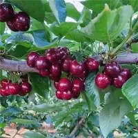 Fresh Cherry