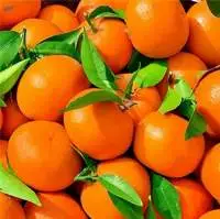 Fresh Citrus