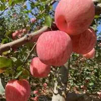 Fresh Fuji apple