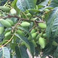 Fresh Olive