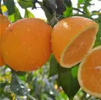 Fresh Orange