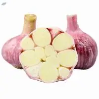 Fresh Purple garlic