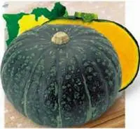 New Zealand Pumpkin