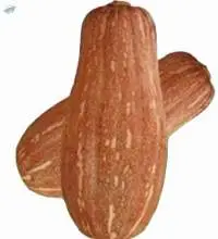 New Honey Ben Pumpkin