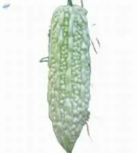 New White Skin Bitter Melon