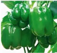 Sweet Pepper