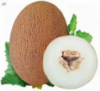 Melon Seed