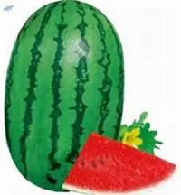 11006 Seed Watermelon