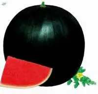 11005 Watermelon Seed