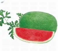 11004 Watermelon Seed