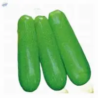 17002 Squash Seed