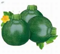 17005 Squash Seed