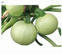 17001 Squash Seed