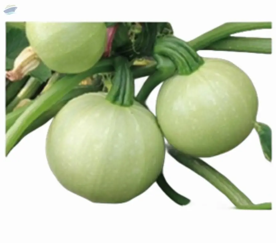 17001 Squash Seed