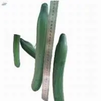 13010 Cucumber Seed
