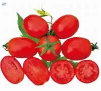 Tomato Seed
