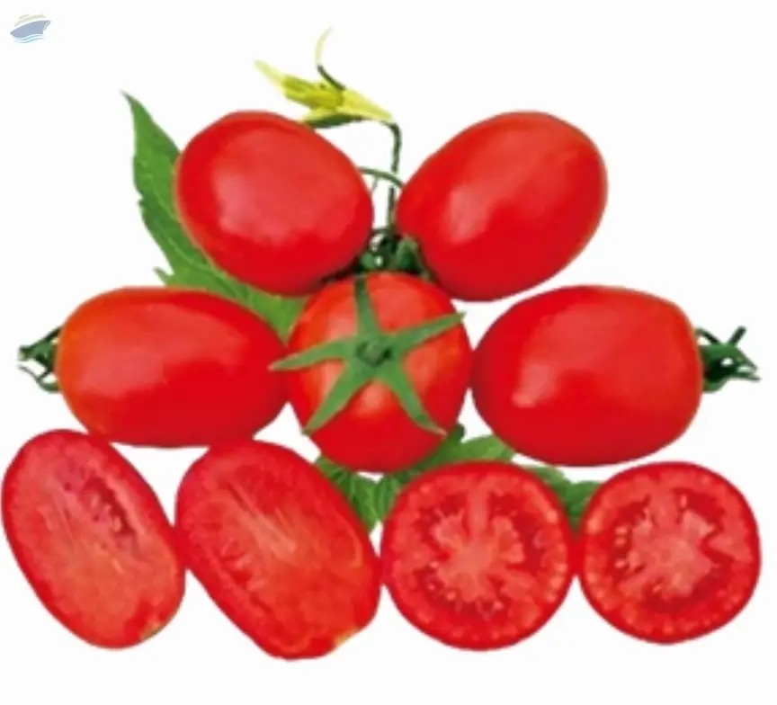 Tomato Seed