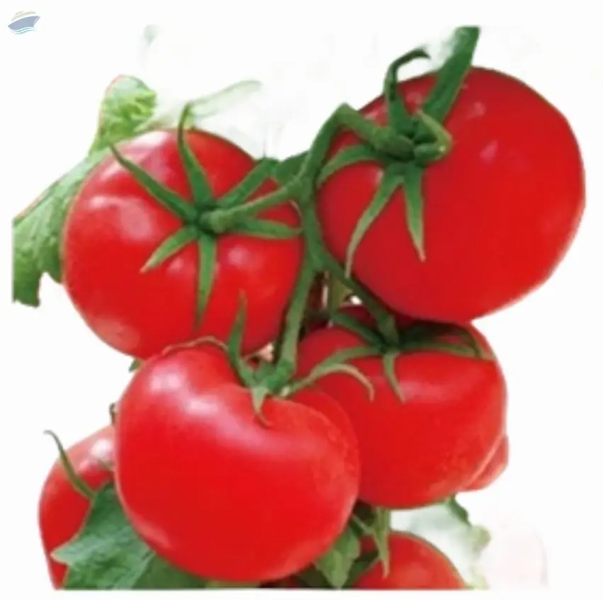 Tomato Seed