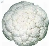 A41002 Cauliflower Seed