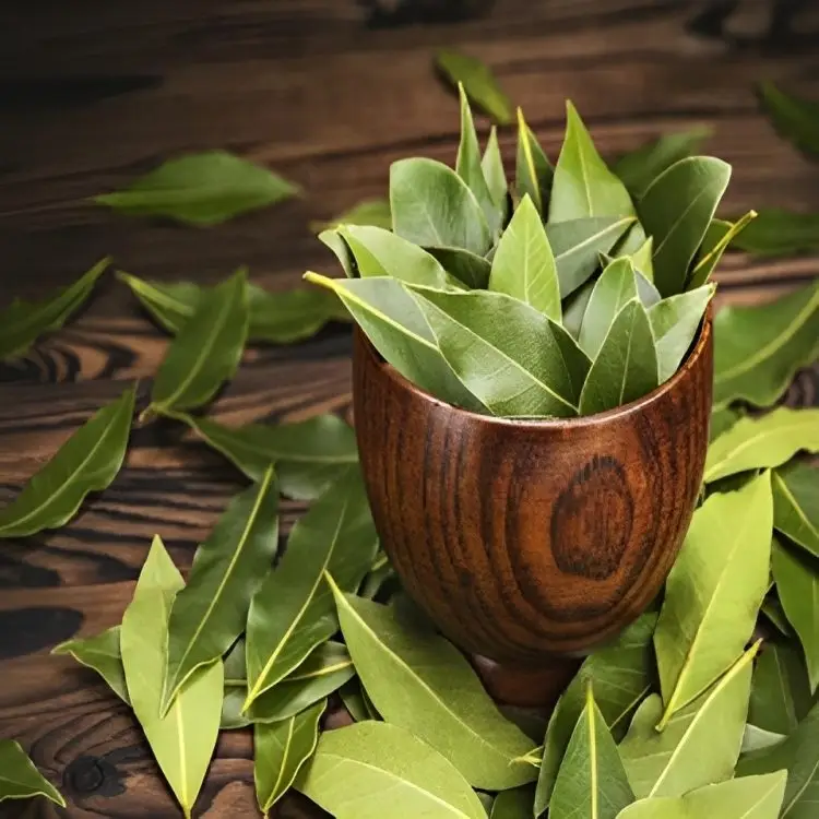 Bay leaf