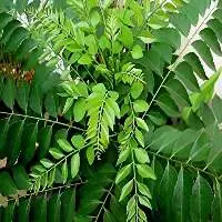 Curry Leaves