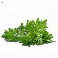 Armoise Essential Oil