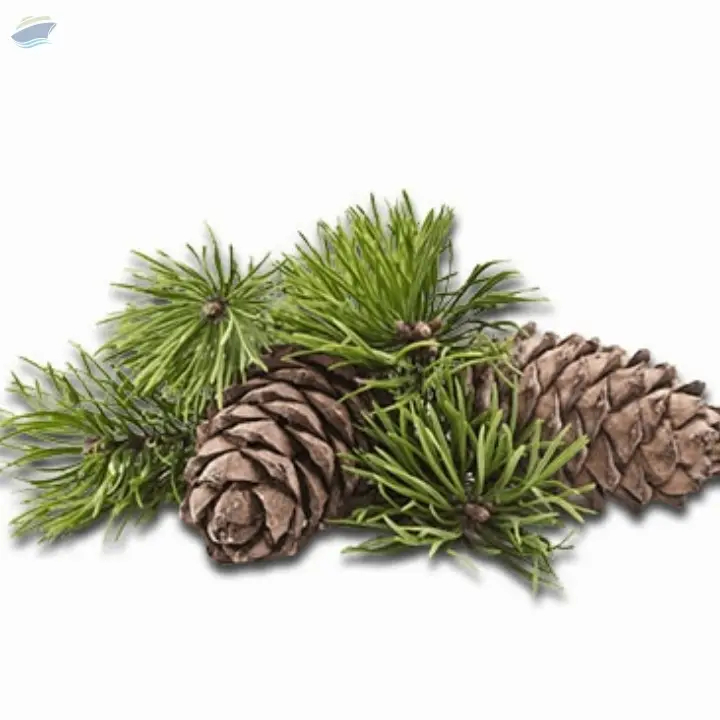 Atlas Cedar Essential Oil