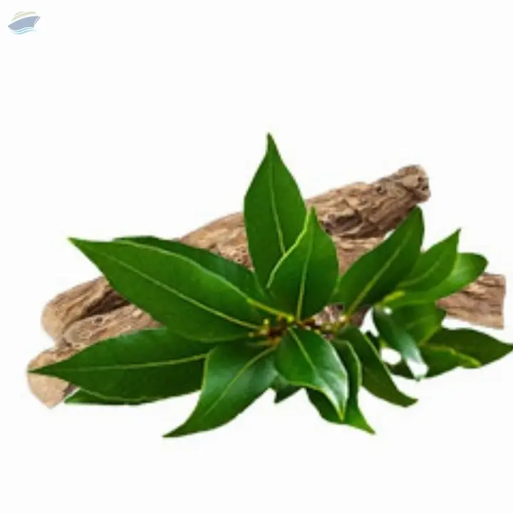 Camphor Essential Oil
