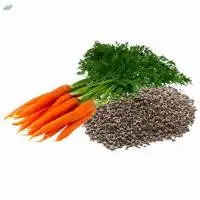 Carrot Seed Essential Oil