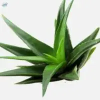 Aloe Vera Gel