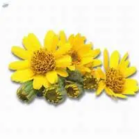 Arnica Oil