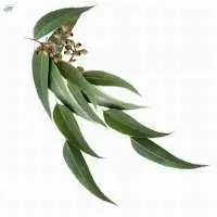 Eucalyptus Hydrosol
