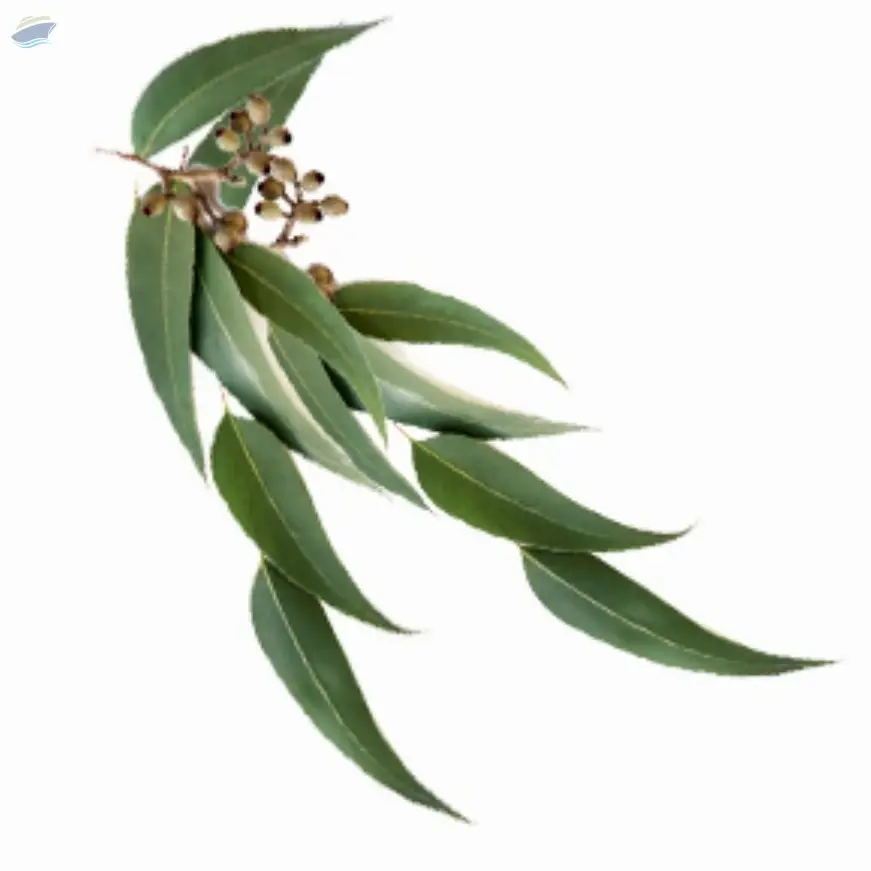 Eucalyptus Hydrosol
