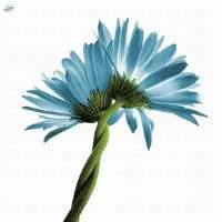 Chamomile Blue Hydrosol