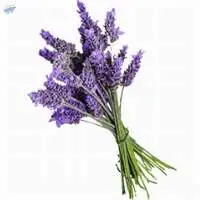 Lavender Oil