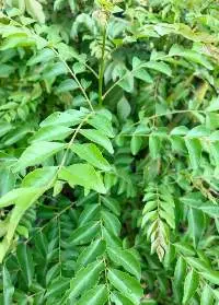 Curry Leaves (Murraya koenigii) 1kg