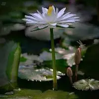 Dried White Lotus Flowers, White Water Lily