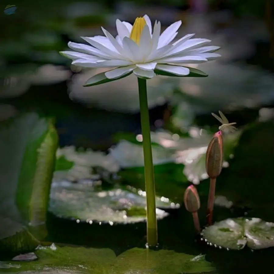 Dried White Lotus Flowers, White Water Lily