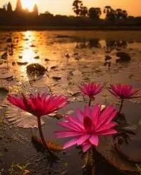 Dried Red Lotus Flowers, Red Water Lily Flowers