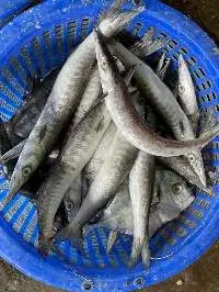 Barracuda
