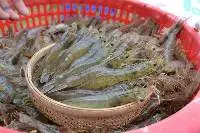 Black tiger shrimps