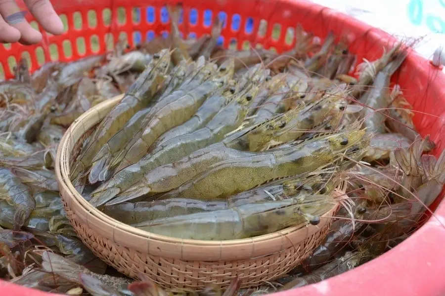 Black tiger shrimps