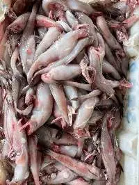 Bombay Duck (Lotia)