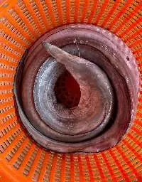 Conger Eel